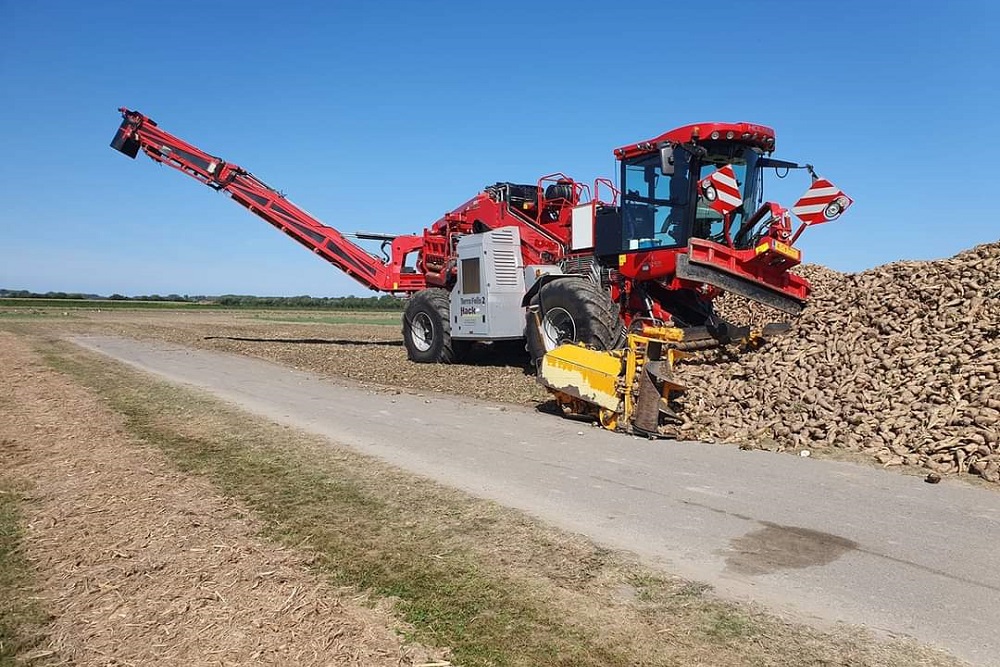 Cichorei schoon van het land met Hack Loonbedrijf's cichoreimuis